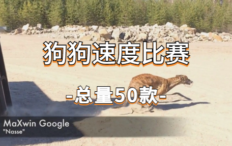 【50款】狗狗速度比赛视频素材-零八素材网