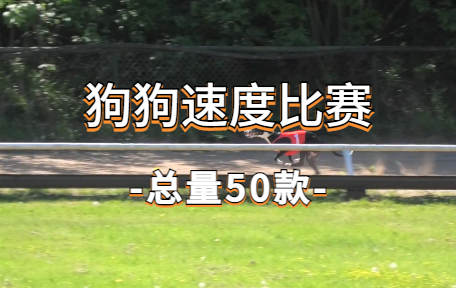 【50款】狗狗速度比赛视频素材-零八素材网
