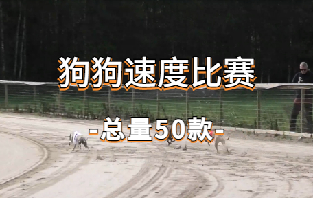 【50款】狗狗速度比赛视频素材-零八素材网