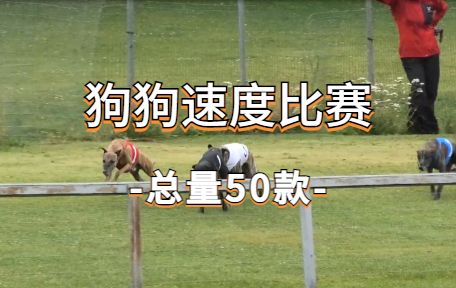 【50款】狗狗速度比赛视频素材-零八素材网