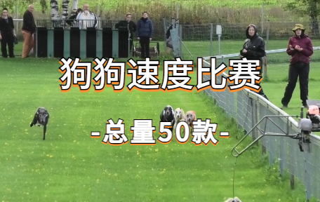 【50款】狗狗速度比赛视频素材-零八素材网