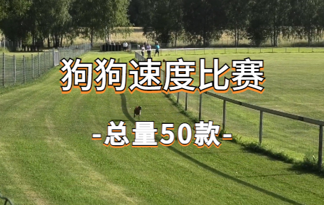 【50款】狗狗速度比赛视频素材-零八素材网