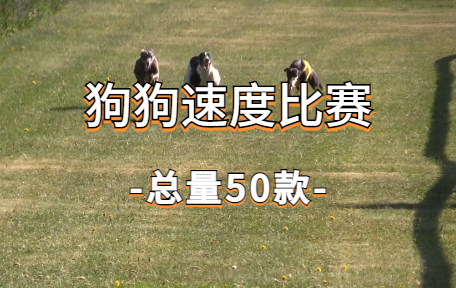 【50款】狗狗速度比赛视频素材-零八素材网