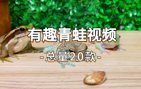 【20款】有趣青蛙视频素材-零八素材网
