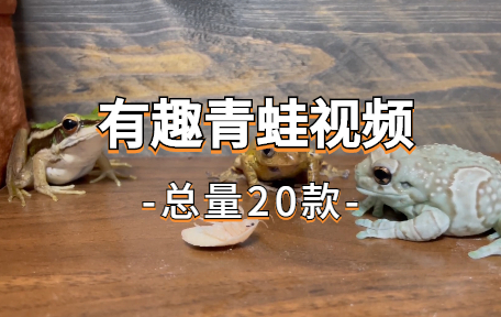 【20款】有趣青蛙视频素材-零八素材网