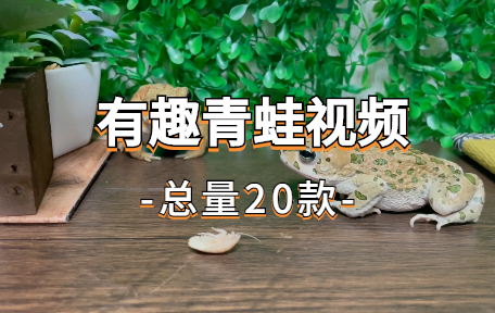 【20款】有趣青蛙视频素材-零八素材网