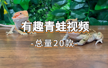 【20款】有趣青蛙视频素材-零八素材网