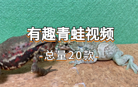 【20款】有趣青蛙视频素材-零八素材网