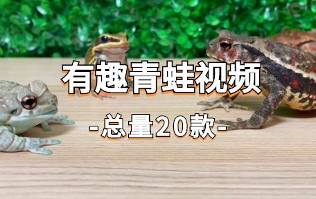 【20款】有趣青蛙视频素材-零八素材网