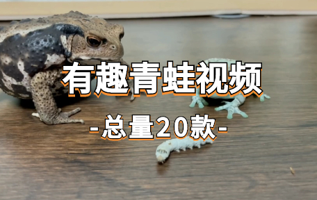【20款】有趣青蛙视频素材-零八素材网